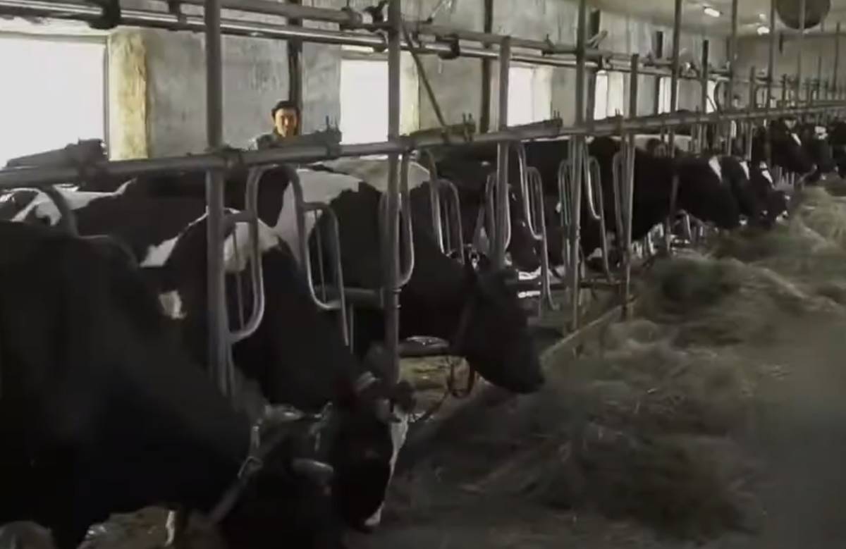 Завод для снабжения местных аграриев кормами запустили в Приморье