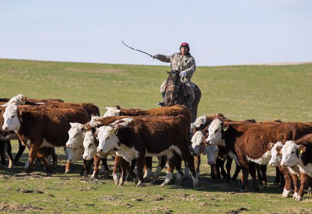Агропром Казахстана: за какие рога взять «быка» нерешенных проблем?